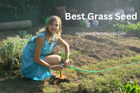 best grass seed