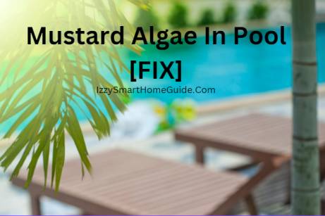 mustard algae in pool